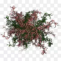 С֦��ľ����ֲ��-������