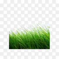 ²Ýƺ¼ôÌù»-¿ÕÈôÍø ²Ýƺ¼ôÌù»-¿ÕÈôÍø