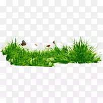 草本草甸数码影像-空若网 草本草甸数码影像-空若网