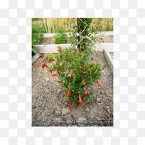 ʯ���ʵֲ����-������