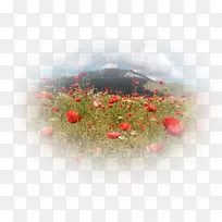 桌面壁纸电脑开花植物天空plc-电脑-空若网 桌面壁纸电脑开花植物天空plc-电脑-空若网