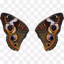 毛茸茸的蝴蝶和飞蛾昆虫翅鸟-空若网 毛茸茸的蝴蝶和飞蛾昆虫翅鸟-空若网