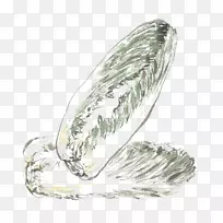 设计师蔬菜纳帕卷心菜-手绘两种卷心菜-空若网 设计师蔬菜纳帕卷心菜-手绘两种卷心菜-空若网