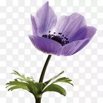 郁金香花摄影-郁金香-空若网 郁金香花摄影-郁金香-空若网