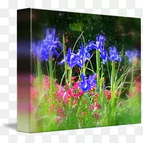 Ӣ��޹�²ݲݵ�������Ұ����.������-������