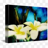 ���껨�ִ���������ֲ��-������