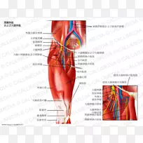 闭孔神经外闭孔肌股神经内闭孔肌神经系统-空若网 闭孔神经外闭孔肌股神经内闭孔肌神经系统-空若网
