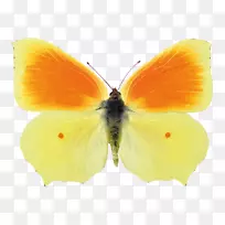 �Ʋʻ�ɫ��ë���׵ĺ�����˿˿�����������-������