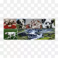 达尔马提亚犬乳牛小狗-小狗-空若网 达尔马提亚犬乳牛小狗-小狗-空若网