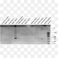线角牌白色字体线-空若网 线角牌白色字体线-空若网
