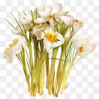 花卉设计藏红花切花红花-空若网 花卉设计藏红花切花红花-空若网