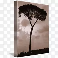摄影天空plc-高大的树-空若网 摄影天空plc-高大的树-空若网