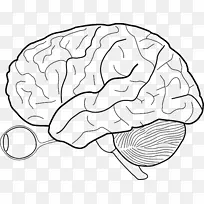 人脑绘制人体神经系统-大脑-空若网 人脑绘制人体神经系统-大脑-空若网