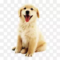 可爱的金宠物狗-空若网 可爱的金宠物狗-空若网