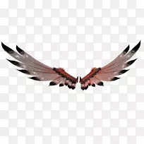 羽毛喙-羽毛-空若网 羽毛喙-羽毛-空若网