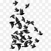 鸽子-空若网 鸽子-空若网