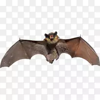 翼蝙蝠-空若网 翼蝙蝠-空若网