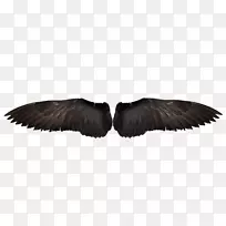 鸟翼羽毛-黑鹰翅膀-空若网 鸟翼羽毛-黑鹰翅膀-空若网