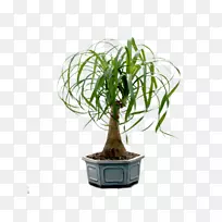 盆景/盆景马尾棕榈室内植物-开花盆景仙人掌-空若网 盆景/盆景马尾棕榈室内植物-开花盆景仙人掌-空若网