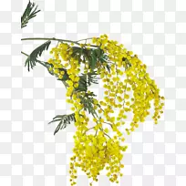 米莫萨色拉花刺槐剪贴画-空若网 米莫萨色拉花刺槐剪贴画-空若网