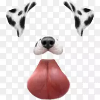 达尔马提亚犬摄影过滤器达克斯狗-小狗-空若网 达尔马提亚犬摄影过滤器达克斯狗-小狗-空若网