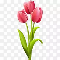 郁金香花玫瑰夹艺术-郁金香-空若网 郁金香花玫瑰夹艺术-郁金香-空若网