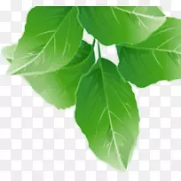 春绿叶-空若网 春绿叶-空若网