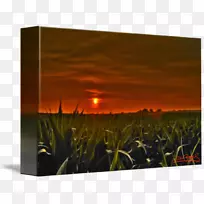 草能花天空-玉米田-空若网 草能花天空-玉米田-空若网