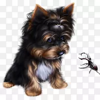 约克郡小猎犬,澳大利亚丝状猎犬,澳大利亚猎犬,宠物狗-小狗-空若网 约克郡小猎犬,澳大利亚丝状猎犬,澳大利亚猎犬,宠物狗-小狗-空若网