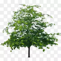 印度杏仁树松木剪贴画树-空若网 印度杏仁树松木剪贴画树-空若网