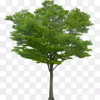 �������ֽ-��-������