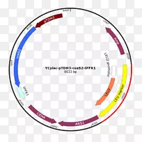 载体国际基因工程机器质粒自行车车轮pgk 1-小组-空若网 载体国际基因工程机器质粒自行车车轮pgk 1-小组-空若网