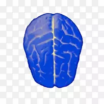 cerveau������ѧ������l��Imagerie c��r��brale����ѧ�����񾭳����񾭿�ѧ����ѧ-������