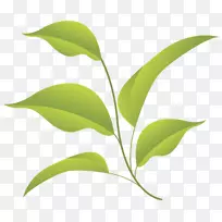 叶-空若网 叶-空若网