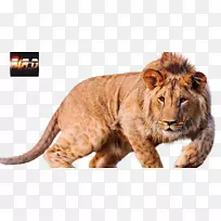 狮子4k分辨率超高清晰度电视桌面壁纸-狮子-空若网 狮子4k分辨率超高清晰度电视桌面壁纸-狮子-空若网