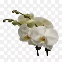 飞蛾兰花切花花束-高雅婚礼-空若网 飞蛾兰花切花花束-高雅婚礼-空若网