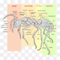 昆虫蚜虫解剖人体褐飞虱-空若网 昆虫蚜虫解剖人体褐飞虱-空若网