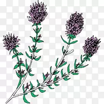 英国薰衣草花型-空若网 英国薰衣草花型-空若网