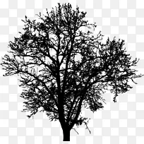 ��֦������-������