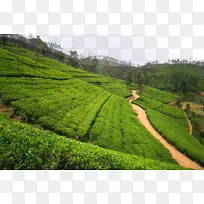 茶园高清电视壁纸茶园景观-空若网 茶园高清电视壁纸茶园景观-空若网