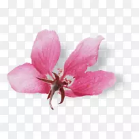 米洛斯粉红m rtv粉红草本植物-植物-空若网 米洛斯粉红m rtv粉红草本植物-植物-空若网