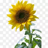 ��ͨ���տ������ֽ-��-������