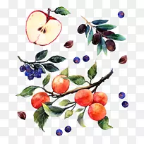 Ë®²Ê»²å»º£±¨²åͼˮ²Ê»Æ»¹ûÆÏÌѺͽÛ×Ó-¿ÕÈôÍø Ë®²Ê»²å»º£±¨²åͼˮ²Ê»Æ»¹ûÆÏÌѺͽÛ×Ó-¿ÕÈôÍø