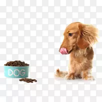 达克斯狗生足症幼犬饮食生食-见狗食饥饿-空若网 达克斯狗生足症幼犬饮食生食-见狗食饥饿-空若网