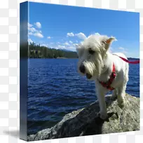 西部高原白狗繁殖伴犬鼻子-狗乐趣-空若网 西部高原白狗繁殖伴犬鼻子-狗乐趣-空若网