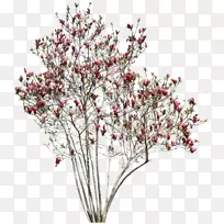 箭树红树-空若网 箭树红树-空若网