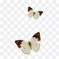 蝶蝶-空若网 蝶蝶-空若网