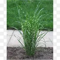 银草、观赏草、蓬帕斯草、观赏植物、香根草-植物-空若网 银草、观赏草、蓬帕斯草、观赏植物、香根草-植物-空若网