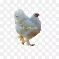 �Ĵ����Ǽ�-����Ϊʳ��Ʒ��-����-������