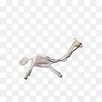 动物-动物科-空若网 动物-动物科-空若网